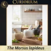 The Morsus lapideus - Collection A The Morsus lapideus -Stone Mortar Collection