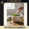 The Morsus lapideus - Collection Dolium A The Morsus lapideus -Stone Mortar Collection