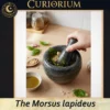 The Morsus lapideus - Collection Dolium B The Morsus lapideus -Stone Mortar Collection