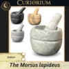 The Morsus lapideus - Dolium The Morsus lapideus -Stone Mortar Collection