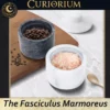 The Fasciculus Marmoreus-A Home for Carefully Chosen Contents