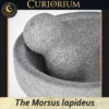 The Morsus lapideus Profundus Close-up A The Morsus lapideus -Stone Mortar Collection