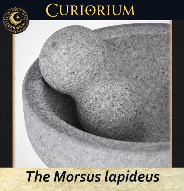 The Morsus lapideus Profundus Close-up A The Morsus lapideus -Stone Mortar Collection