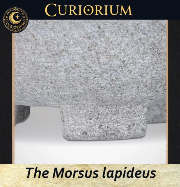 The Morsus lapideus Profundus Close-up B The Morsus lapideus -Stone Mortar Collection